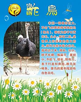 鴕鳥海報(bào)系列設(shè)計(jì)圖片