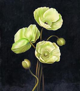 油画兰花图片