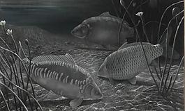 魚油畫圖片