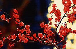 裝飾畫 無框畫 油畫 花圖片