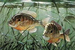 熱帶魚圖片