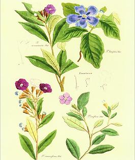 花卉圖片