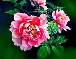 名花傾園圖片