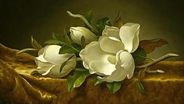 玉蘭花圖片