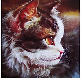 小貓圖片