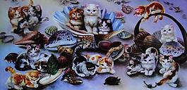 小猫图片