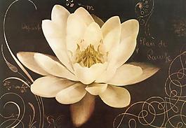 油畫 花卉圖片