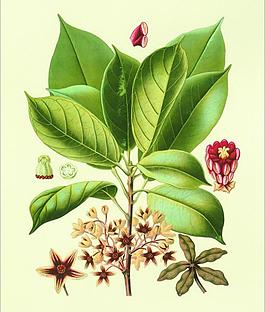 花卉圖片
