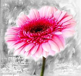 菊花圖片