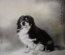 观赏犬图片