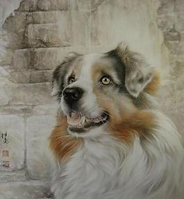 觀賞犬圖片