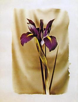 油畫 無(wú)框畫 花卉 裝飾畫 高清圖片