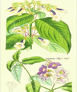 花卉圖片
