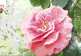 花朵油畫圖片