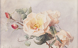 玫瑰花圖片