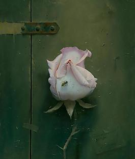 粉白玫瑰油画图片