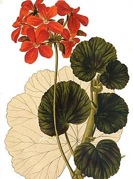 紅色花圖片