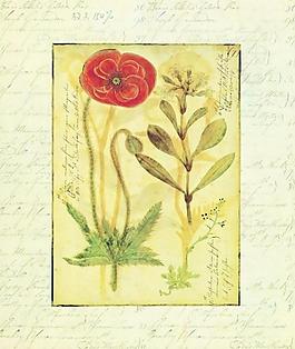 太陽花圖片