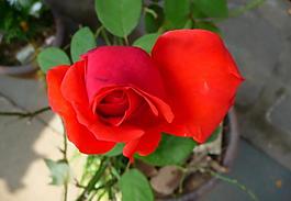 月季花圖片