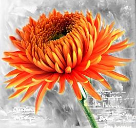 菊花图片