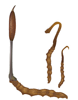 冬蟲(chóng)夏草矢量圖