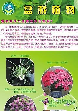 花卉展架图片