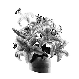 花瓶 中性灰 白底