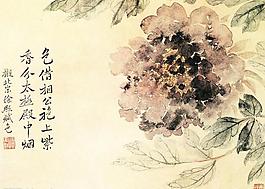牡丹圖片