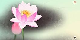 荷花圖片