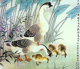 鵝鵝鵝圖片