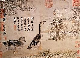 鴨子圖片
