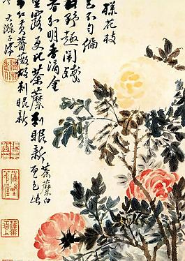 墨菊?qǐng)D片