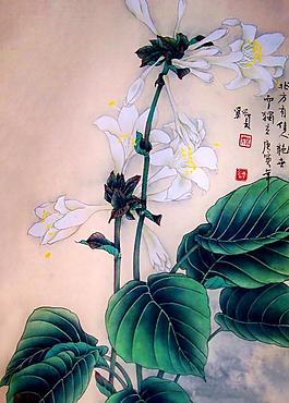 玉簪圖片