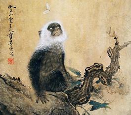猿猴圖片