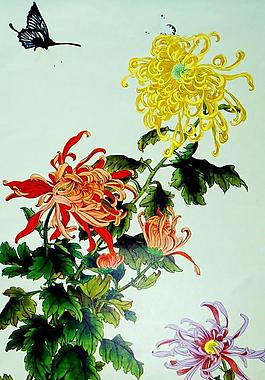 菊花蝴蝶圖片