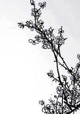 梅艷芳菲圖片
