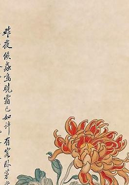 菊花圖片