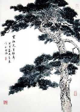 松树图图片
