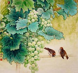 葡萄小鳥(niǎo)圖片