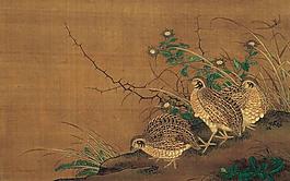 鵪鶉圖片