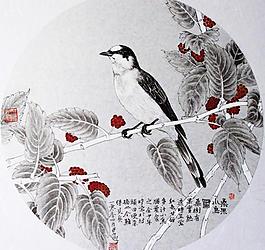 桑果小鳥圖片
