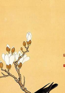 八哥玉蘭圖圖片