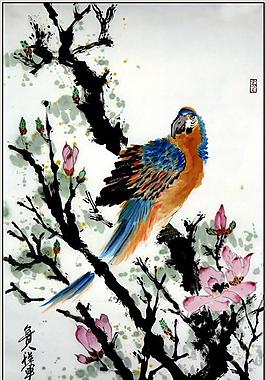 玉兰鹦鹉图片
