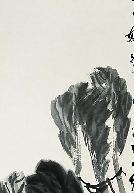大白菜圖片