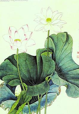 荷花圖二圖片