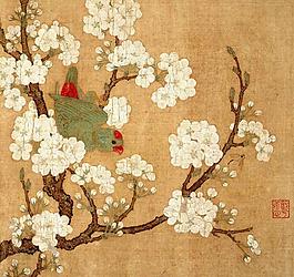 梨花鸚鵡圖圖片