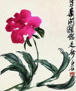 芍药图片