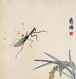 螳螂图片