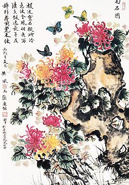 菊石圖圖片