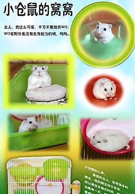 小倉鼠展板圖片
